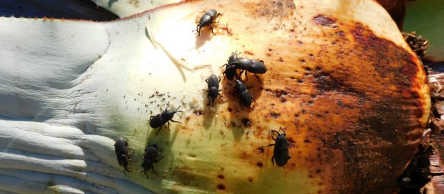 Alertan de la muerte de piteras a causa del picudo negro
