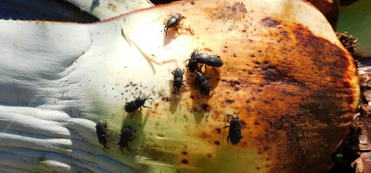 Alertan de la muerte de piteras a causa del picudo negro