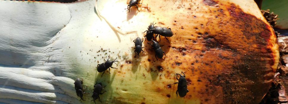 Alertan de la muerte de piteras a causa del picudo negro