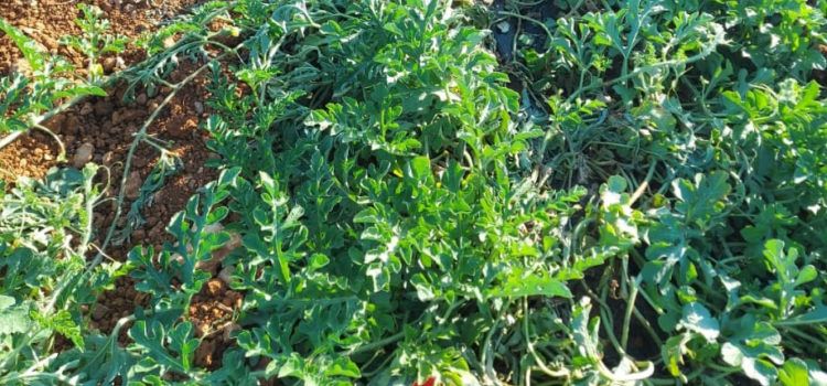 Los jabalíes desatan la alarma en Benicarló por sus ataques nocturnos a los campos de sandías
