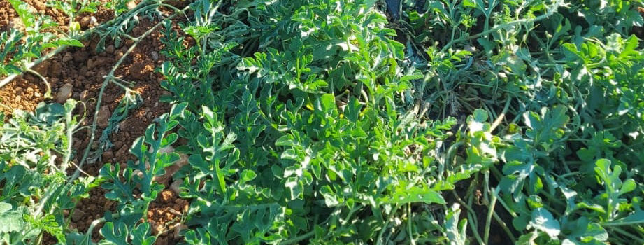 Los jabalíes desatan la alarma en Benicarló por sus ataques nocturnos a los campos de sandías