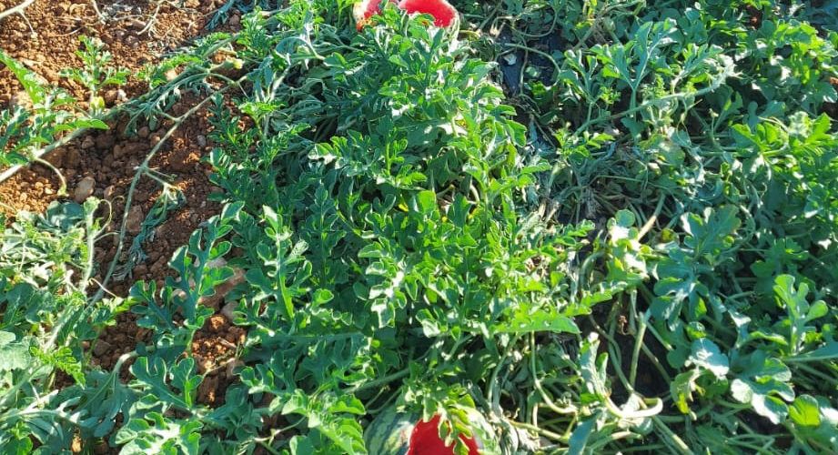 Los jabalíes desatan la alarma en Benicarló por sus ataques nocturnos a los campos de sandías