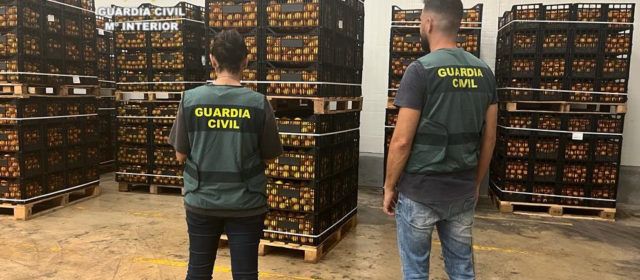 Dos detenidos en Benicarló por la sustracción de 25 toneladas de naranjas