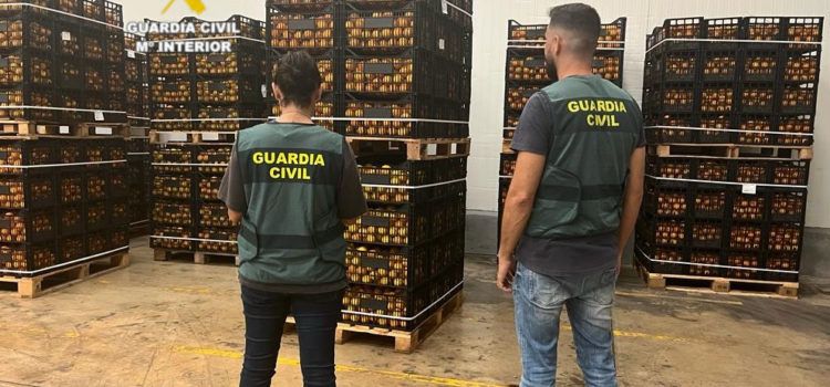 Dos detenidos en Benicarló por la sustracción de 25 toneladas de naranjas