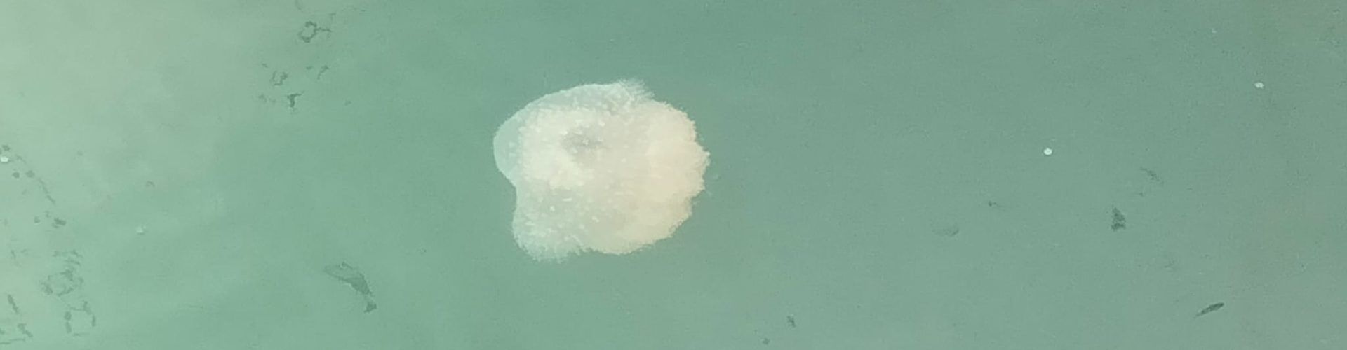 Proliferació de meduses al port de Vinaròs