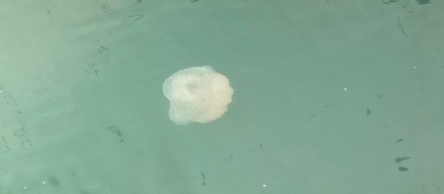 Proliferació de meduses al port de Vinaròs