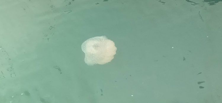 Proliferació de meduses al port de Vinaròs