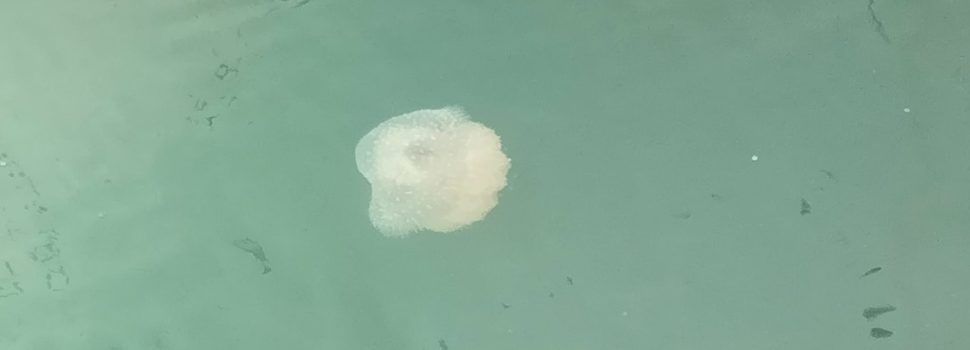 Proliferació de meduses al port de Vinaròs