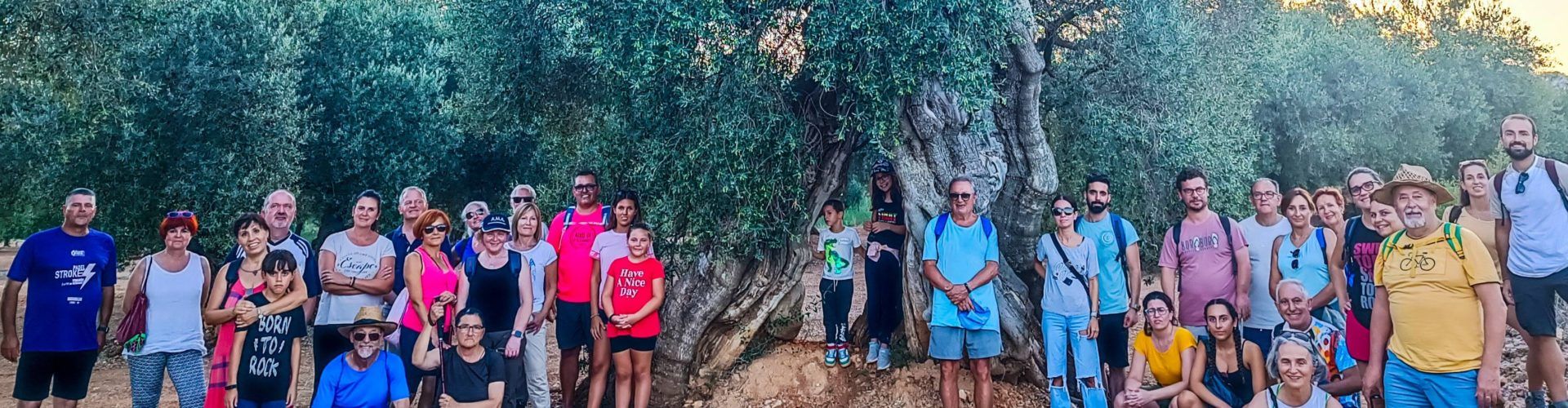El Ayuntamiento de Canet lo Roig le pone música a una ruta para admirar sus olivos milenarios