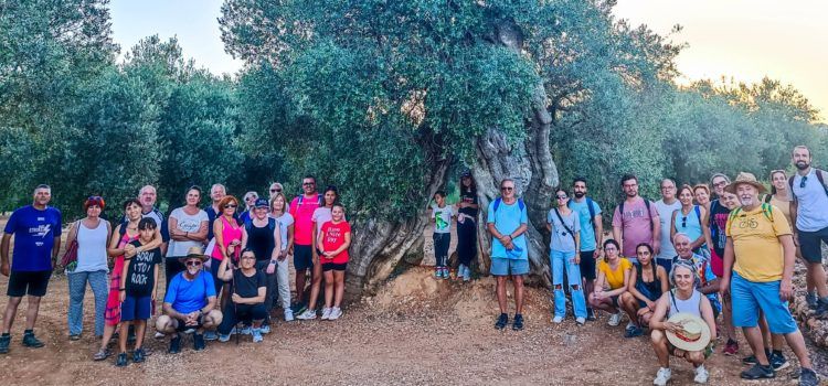 El Ayuntamiento de Canet lo Roig le pone música a una ruta para admirar sus olivos milenarios