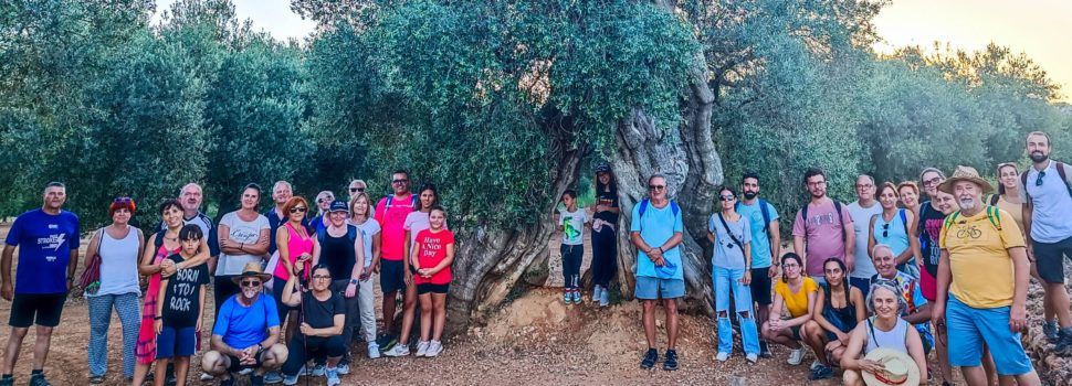 El Ayuntamiento de Canet lo Roig le  pone música a una ruta para admirar  sus olivos milenarios