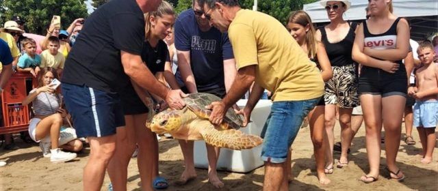 Devuelven al mar tres tortugas recuperadas en la playa del Morrongo