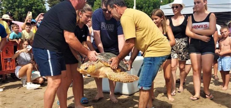 Devuelven al mar tres tortugas recuperadas en la playa del Morrongo