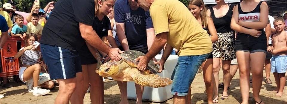 Devuelven al mar tres tortugas recuperadas en la playa del Morrongo