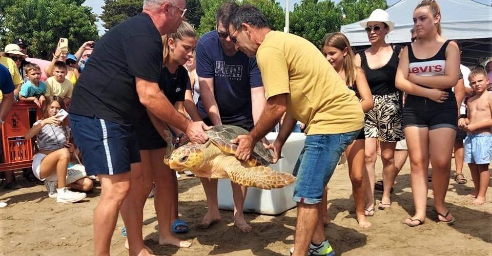 Devuelven al mar tres tortugas recuperadas en la playa del Morrongo