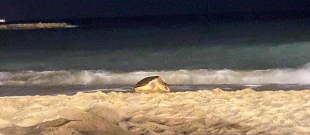 Una tortuga desova a la platja del Fortí de Vinaròs