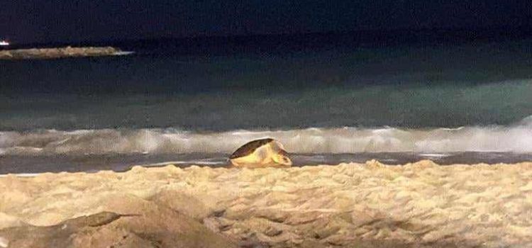 Una tortuga desova a la platja del Fortí de Vinaròs