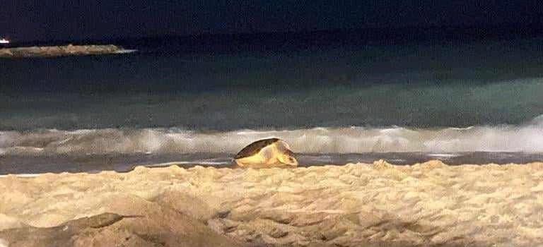Una tortuga desova a la platja del Fortí de Vinaròs