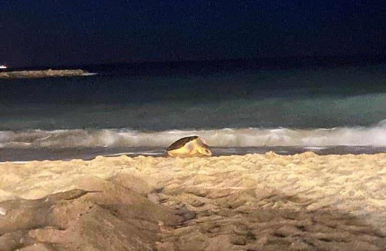 Una tortuga desova a la platja del Fortí de Vinaròs