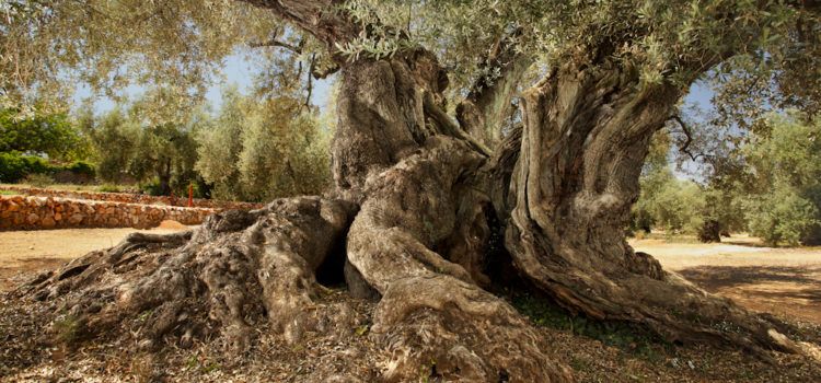 El Ministeri de Cultura publica el «Llibre verd Patrimoni cultural», destacant les oliveres mil·lenàries del Terrritori Sénia