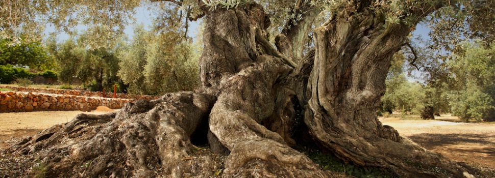 El Ministeri de Cultura publica el «Llibre verd Patrimoni cultural», destacant les oliveres mil·lenàries del Terrritori Sénia