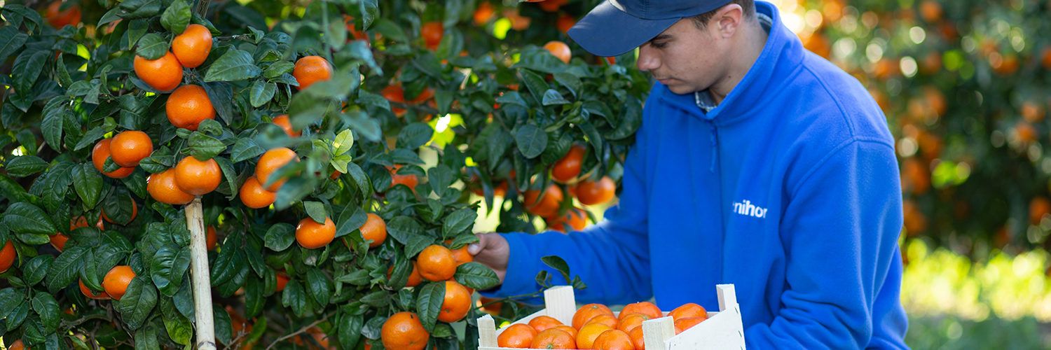 Benihort prevé recuperar producción citrícola en esta campaña 2023-24