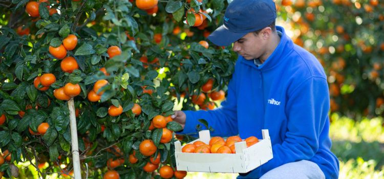 Benihort prevé recuperar producción citrícola en esta campaña 2023-24