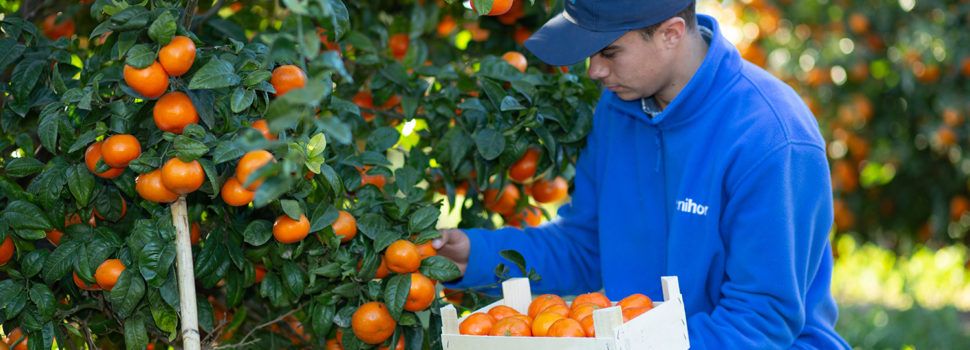 Benihort prevé recuperar producción citrícola en esta campaña 2023-24