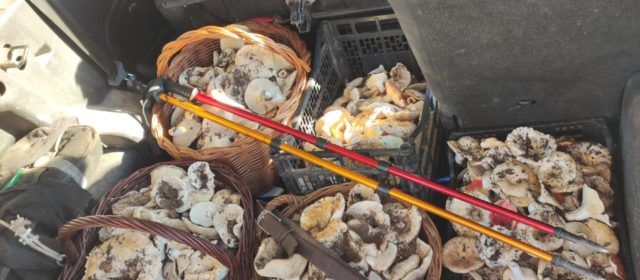 Temporada de setas en marcha con llamamientos al civismo de los buscadores