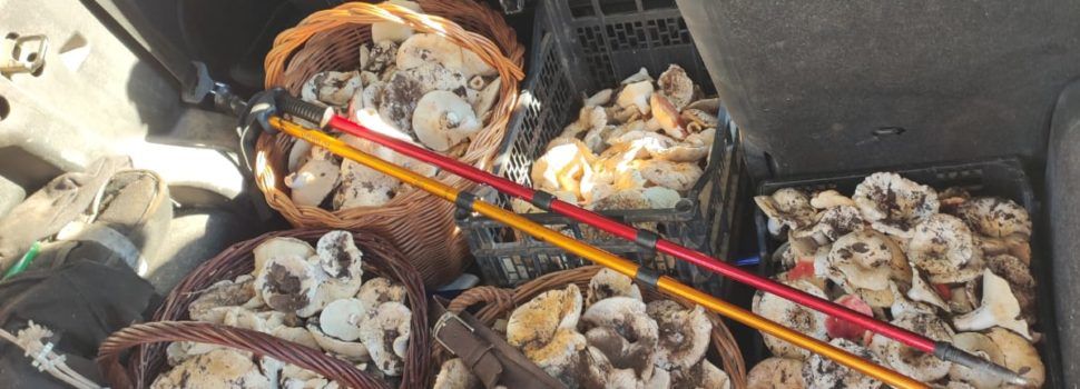 Temporada de setas en marcha con llamamientos al civismo de los buscadores