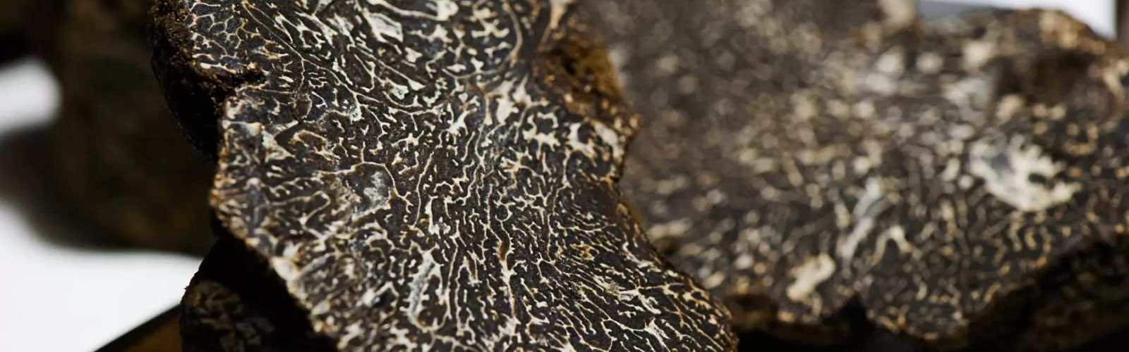 Tradició i avantguarda, el caràcter de la gastronomia Human Land