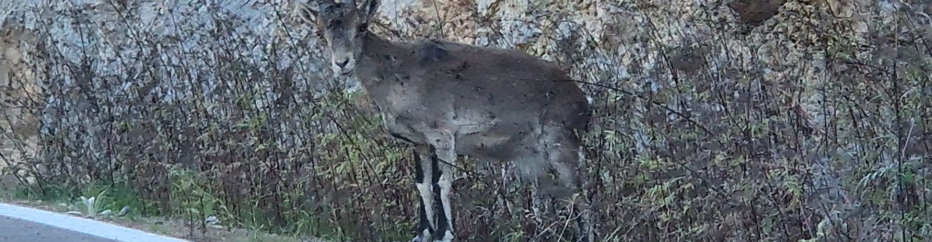 Vídeo i fotos: una cabra menjant a la vora de la carretera