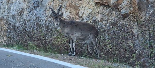 Vídeo i fotos: una cabra menjant a la vora de la carretera
