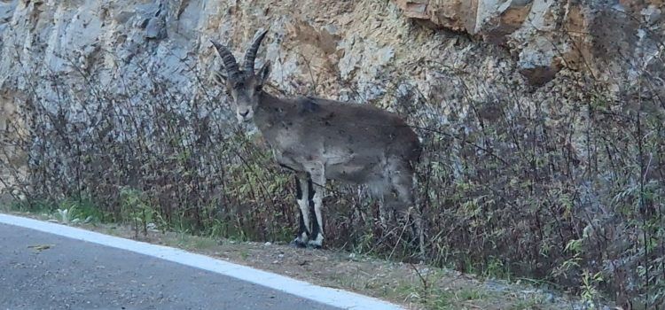 Vídeo i fotos: una cabra menjant a la vora de la carretera
