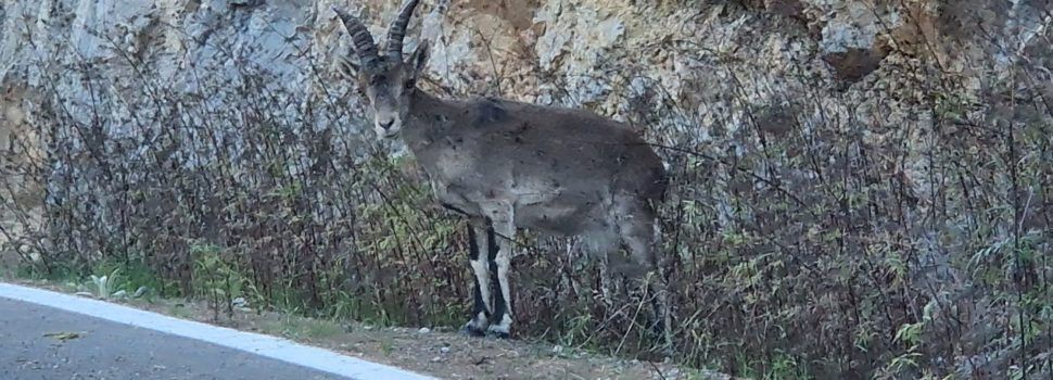 Vídeo i fotos: una cabra menjant a la vora de la carretera