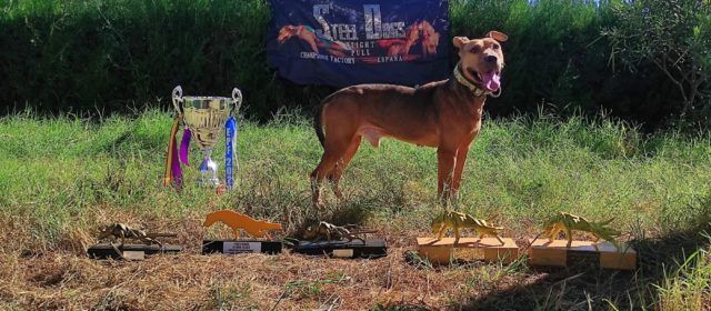 El perro Barresito sigue ampliando su palmarés con otros dos importantes títulos