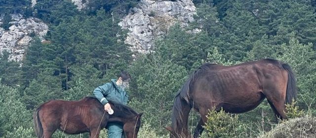La Guardia Civil de Tarragona rescata en el término de la Sénia dos caballos vivos y localiza el cadáver de un tercero