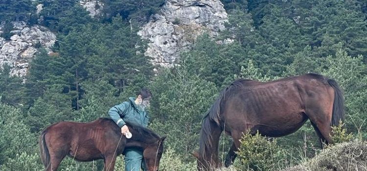 La Guardia Civil de Tarragona rescata en el término de la Sénia dos caballos vivos y localiza el cadáver de un tercero