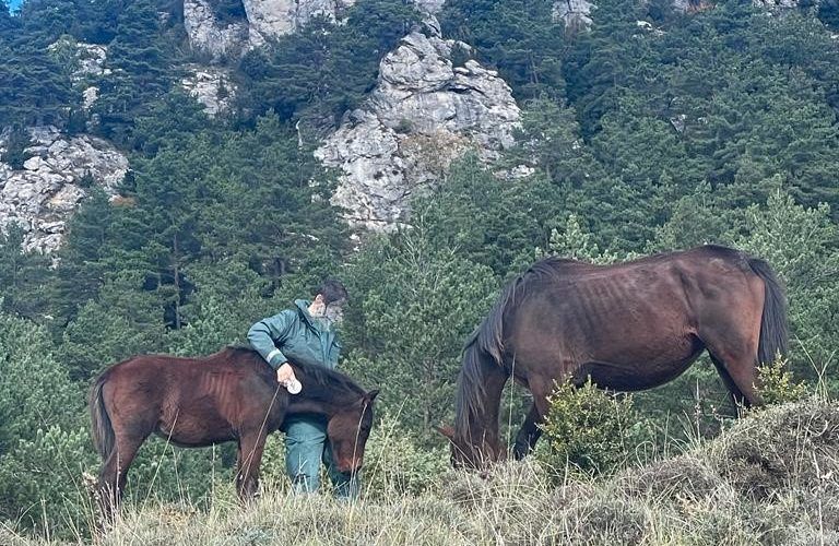 La Guardia Civil de Tarragona rescata en el término de la Sénia dos caballos vivos y localiza el cadáver de un tercero