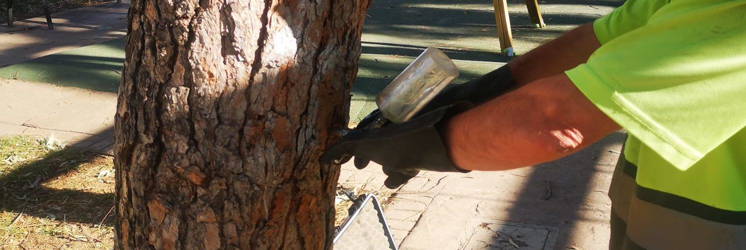 L’Ajuntament de Peníscola inicia el tractament preventiu contra la processionària per a aquest hivern
