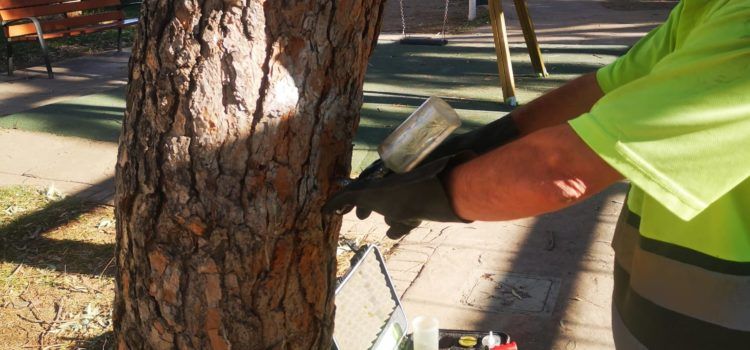 L’Ajuntament de Peníscola inicia el tractament preventiu contra la processionària per a aquest hivern