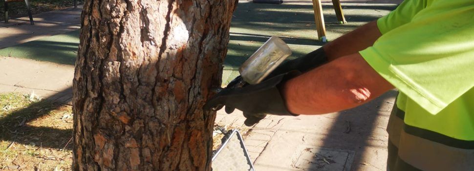 L’Ajuntament de Peníscola inicia el tractament preventiu contra la processionària per a aquest hivern