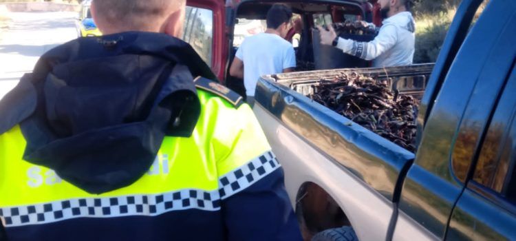 El Ayuntamiento de Sant Jordi dispone de un operativo de seguridad por tierra y aire para evitar robos en los campos