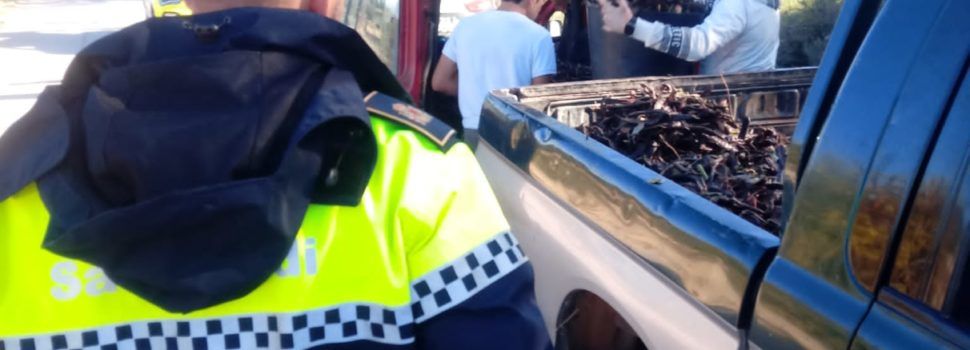 El Ayuntamiento de Sant Jordi dispone de un operativo de seguridad por tierra y aire para evitar robos en los campos