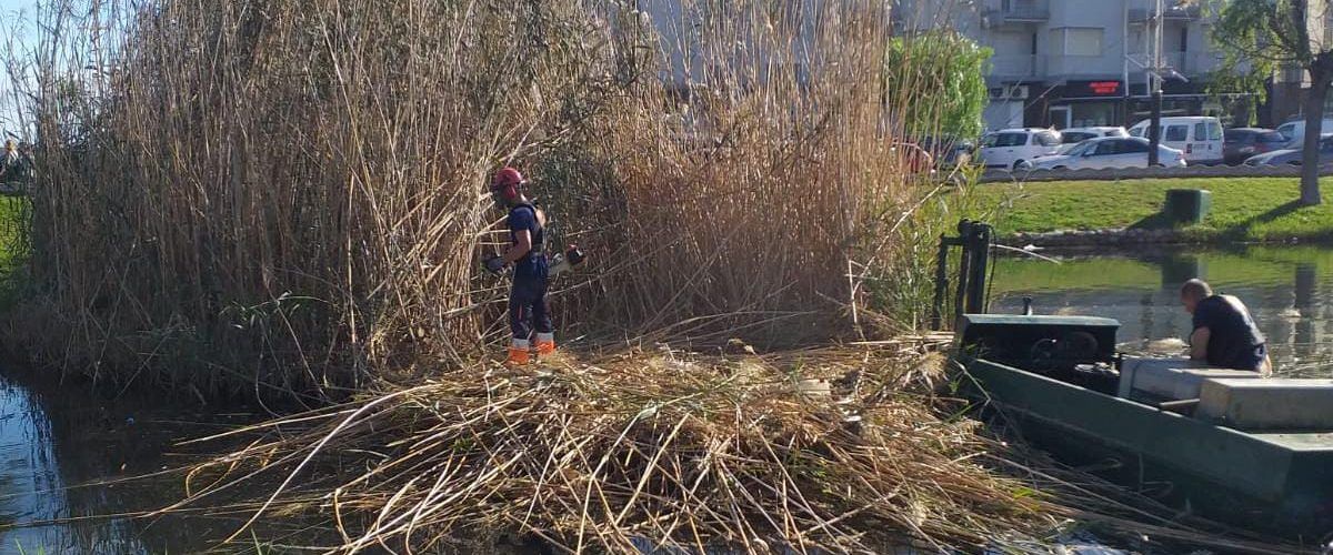 L’Ajuntament de Peníscola fa tasques de neteja i desbrossament en l’Ullal