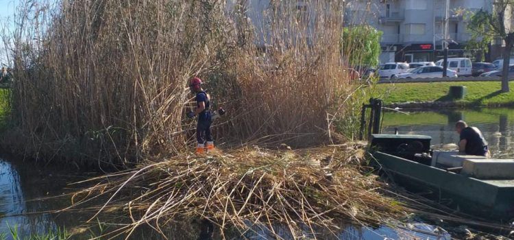 L’Ajuntament de Peníscola fa tasques de neteja i desbrossament en l’Ullal