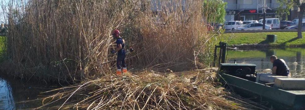 L’Ajuntament de Peníscola fa tasques de neteja i desbrossament en l’Ullal
