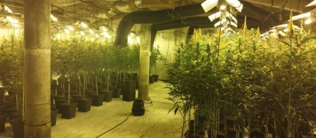 Mossos d’Esquadra i Policia Local desmantellen una nova plantació de marihuana a Ulldecona
