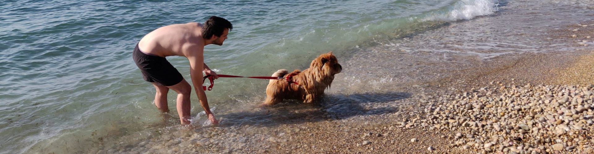Turisme Vinaròs proposarà habilitar les platges i cales per a les mascotes durant la temporada baixa