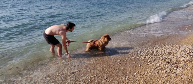 Turisme Vinaròs proposarà habilitar les platges i cales per a les mascotes durant la temporada baixa